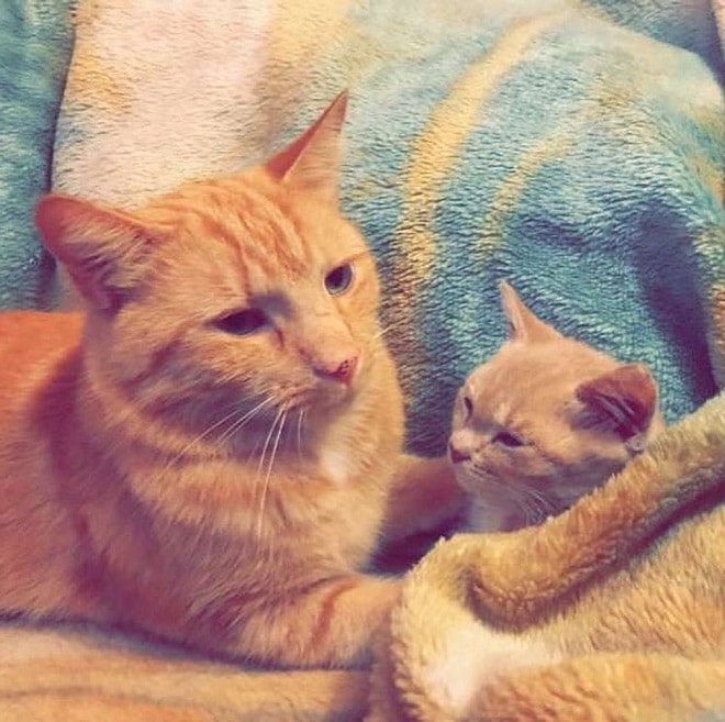 Котенок с кошкой Кошка и котенок