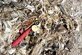 Останки птенца альбатроса, которому родители скармливали пластик