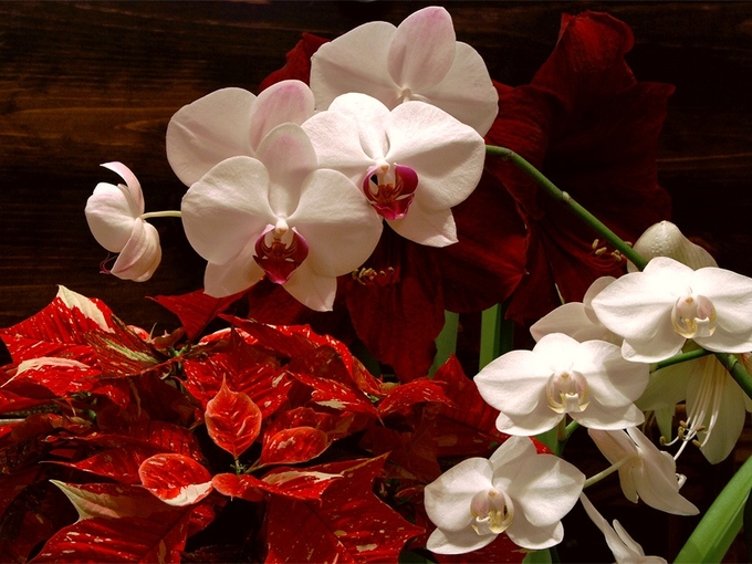 9 самых красивых рождественских цветов - Smak.ua