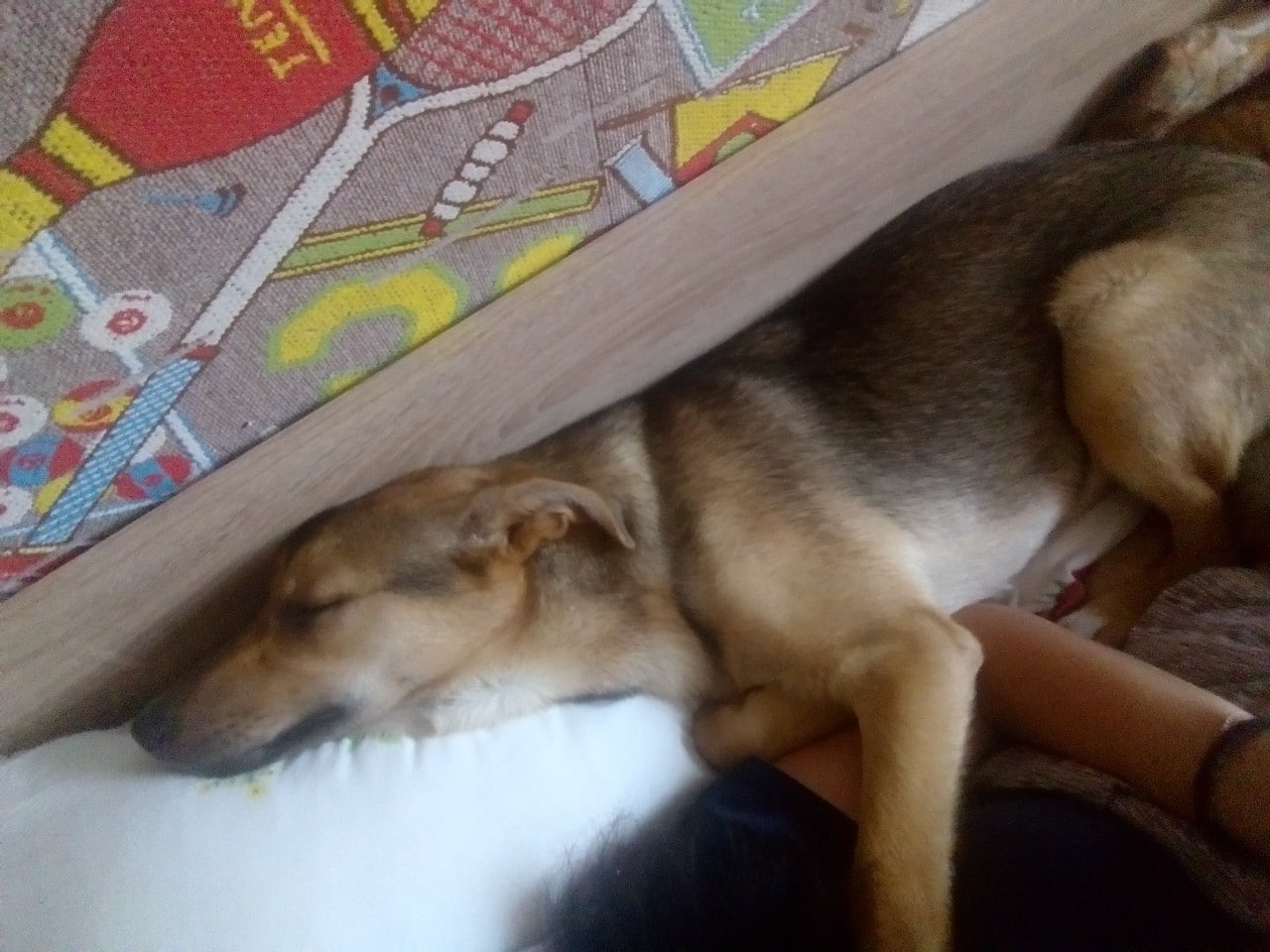 помощь дворняге собака спит