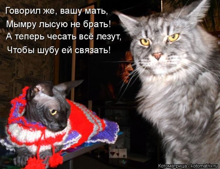 Лучшие котоматрицы недели