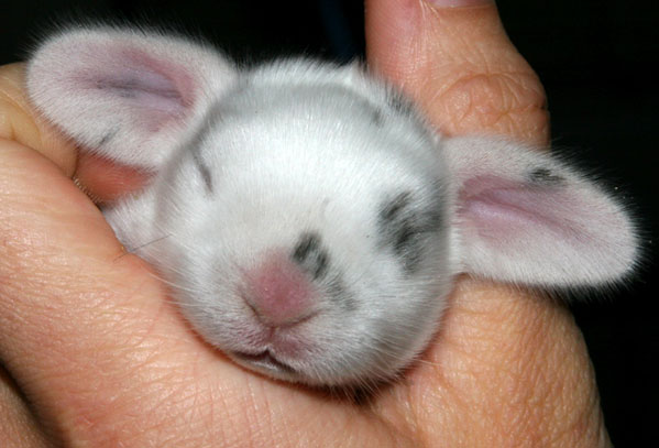 Крольчата (18 фото)