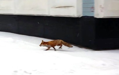 Дикие лисы заполонили центр Москвы Дикие лисы заполонили центр Москвы