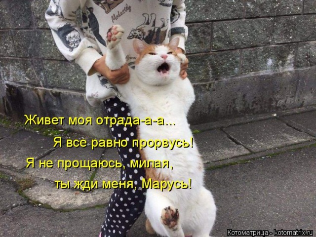 Лучшие котоматрицы недели Лучшие котоматрицы недели