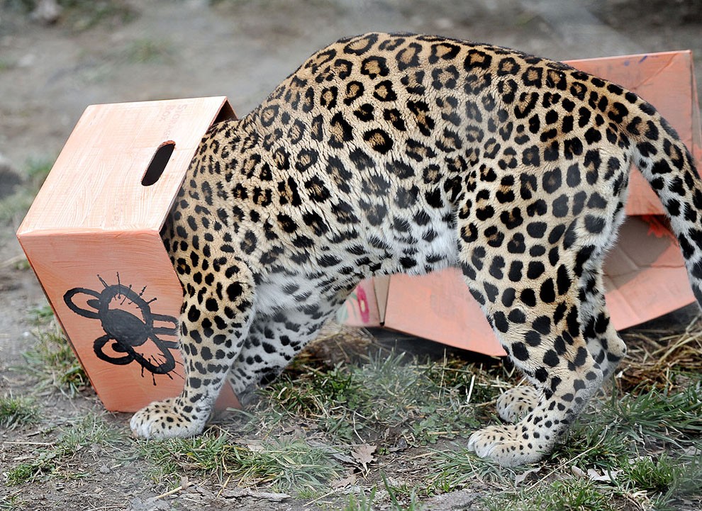 bigcatsinboxes11 Большие котики тоже любят коробки