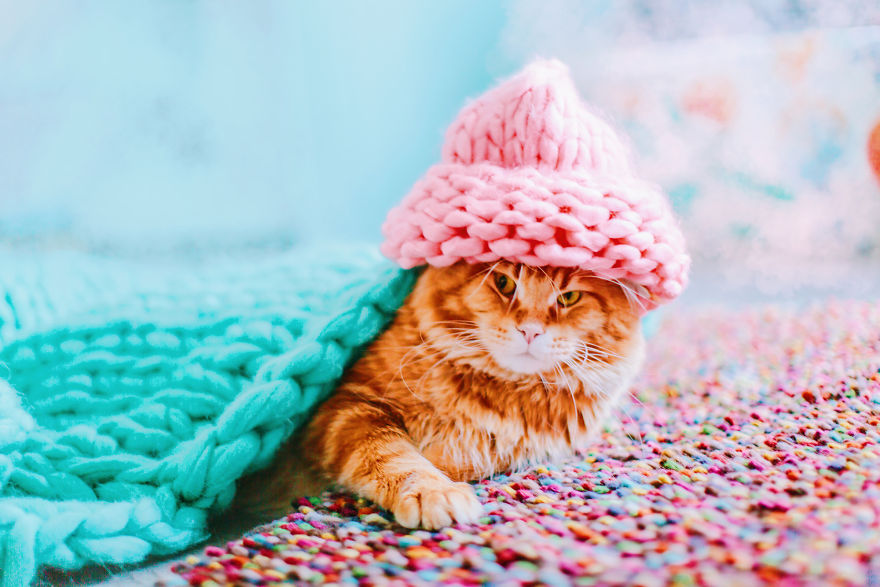 Рыжий кот по имени "Котлета" покоряет интернет