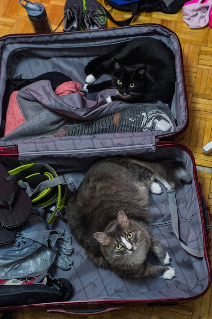 15 животных, которые отказываются верить, что их не берут с собой 15 животных, которые отказываются верить, что их не берут с собой