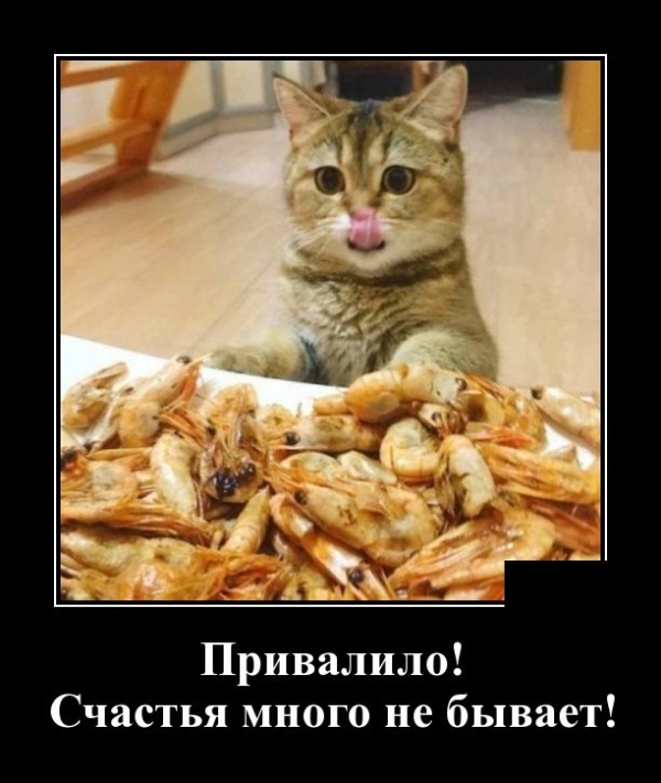 Демотиваторы Демотиваторы