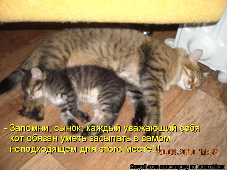 Котоматрица: - Запомни, сынок: каждый уважающий себя кот обязан уметь засыпать в самом неподходящем для этого месте!!!