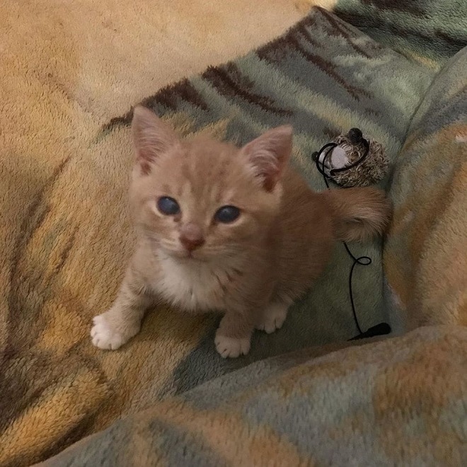 Котенок с белыми лапками Котенок сидит