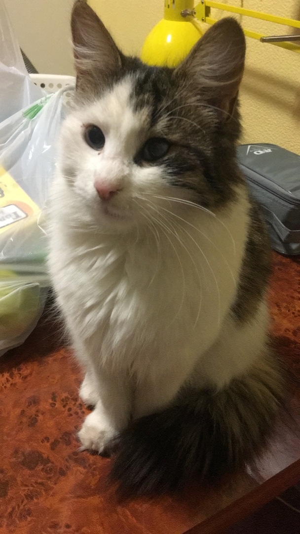 девушка спасла котенка кот в доме