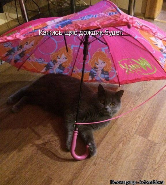 Самые свежие котоматрицы )) Самые свежие котоматрицы ))