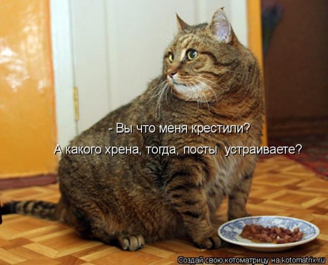 Самые смешные котоматрицы для хорошего настроения) Самые смешные котоматрицы для хорошего настроения)