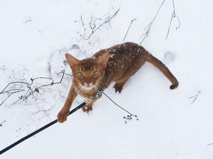 Забавные животные, которые впервые в жизни увидели снег Животные, которые впервые видят снег