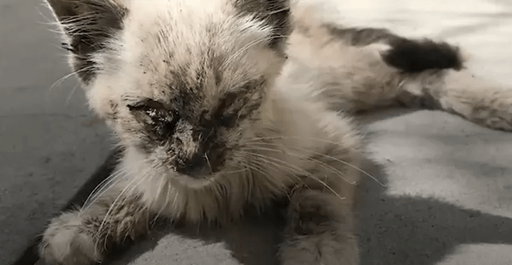 На брошенную кошку невозможно было смотреть без слез. Вот какой красоткой она стала!