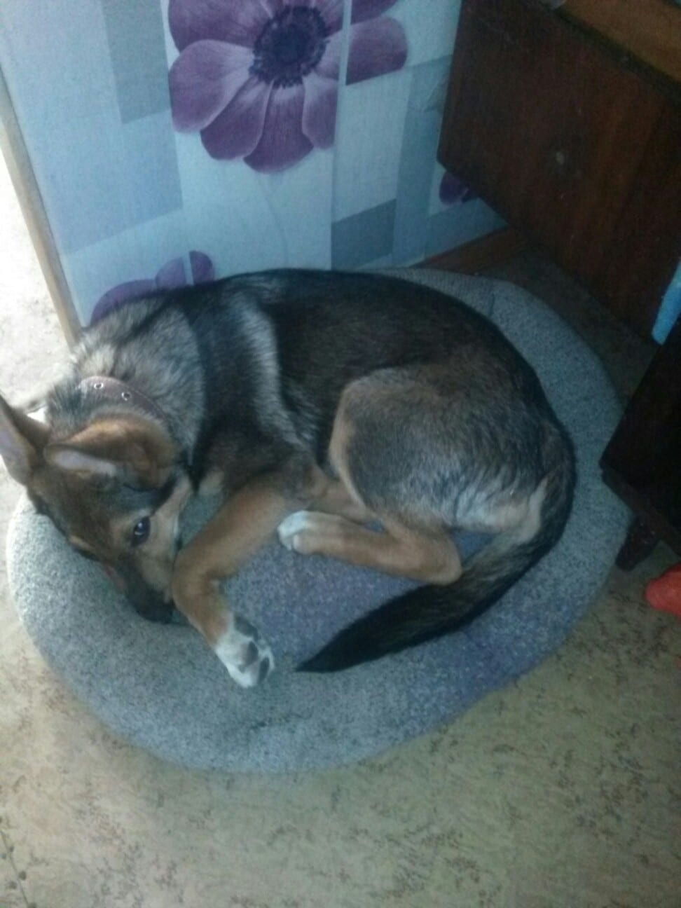 собака в доме