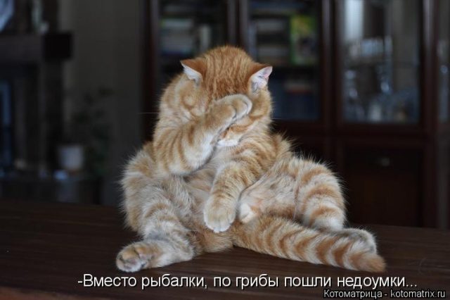 Самые смешные котоматрицы для хорошего настроения) Самые смешные котоматрицы для хорошего настроения)