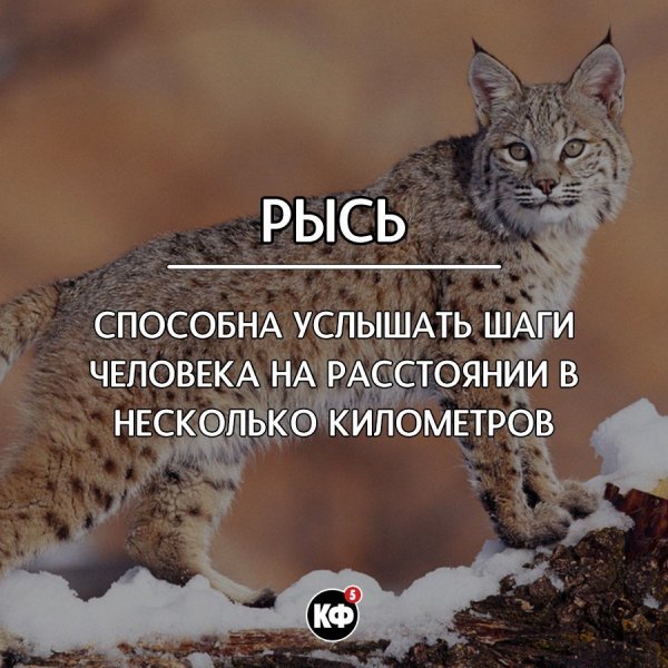 Краткие факты Краткие факты