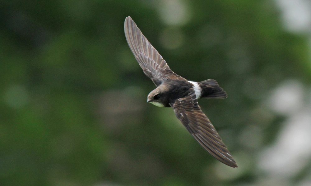 #соц2, #сми2, #миртесен, стриж, перелет, Тихий Океан, Хонсю, Япония, Бутан, Стриж домовой