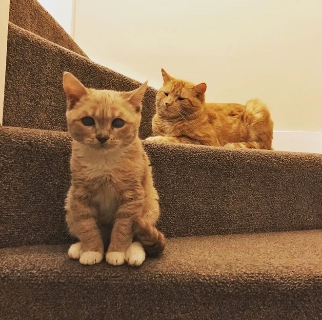 Рыжие котики Коты на ступеньках