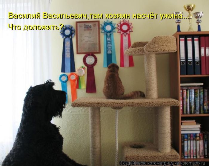 Лучшие котоматрицы недели (50 фото)