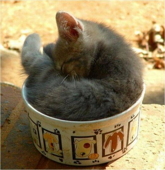 Милейшие котики принимающие любую форму Милое,коты,кошки, коробка,ёмкость.ваза