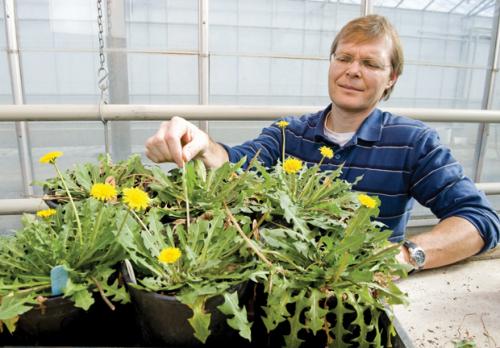 В Пуэбло, штат Колорадо, существует закон, по которому можно заявить в полицию на любого, кто выращивает одуванчики.