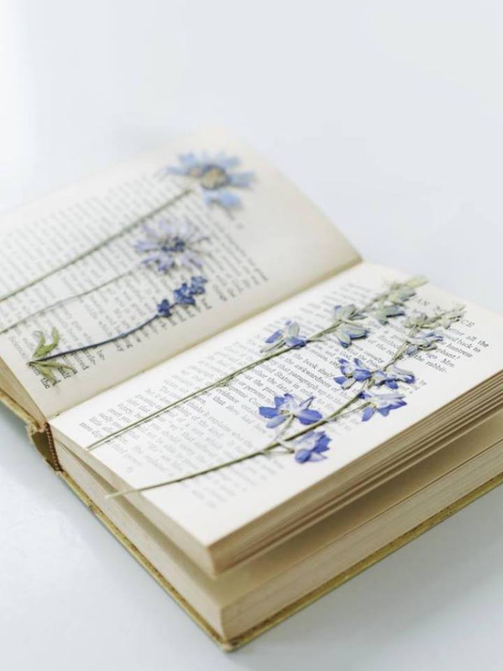 Засушенные цветы в книге Засушенные цветы в книге