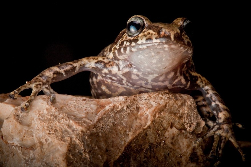 InSearchOfLostFrogs11    :       