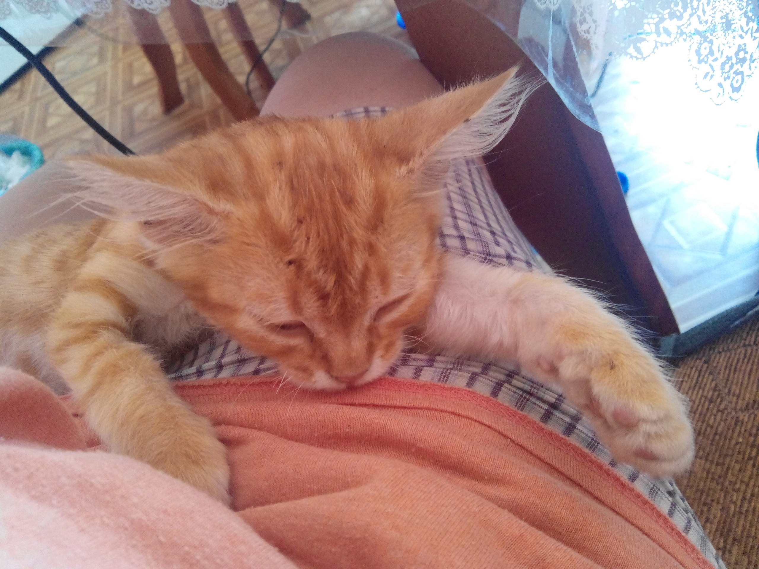 помощь котенку рыжий котенок