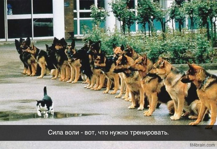 Это я : животные, в которых легко можно узнать себя Это я : животные, в которых легко можно узнать себя