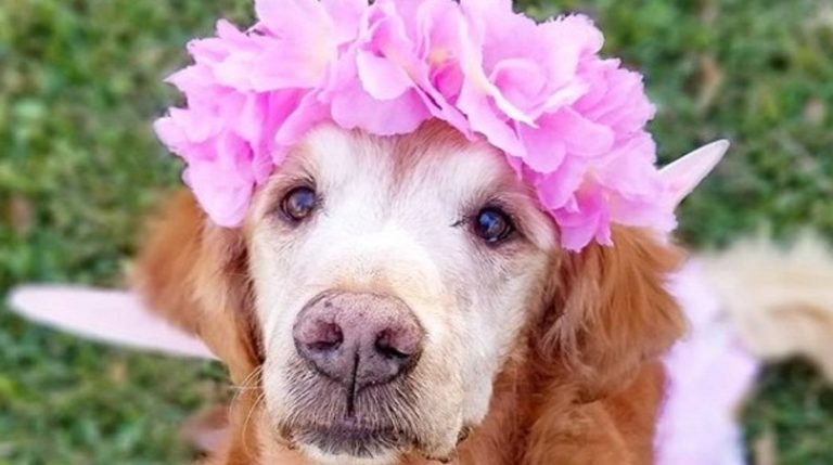 pretty dog 27032020 pretty dog