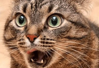 Про кота. (На работе читать не рекомендуется, день будет сорван)