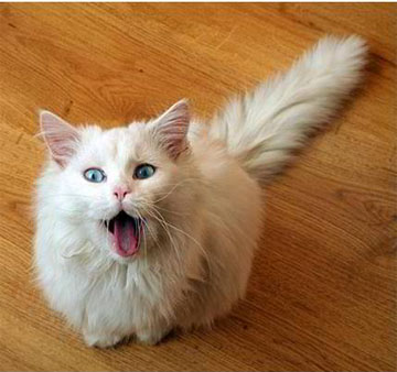 http://img1.liveinternet.ru/images/attach/c/1//51/500/51500683_myau1.jpg