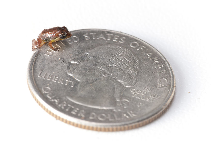 InSearchOfLostFrogs05    :       
