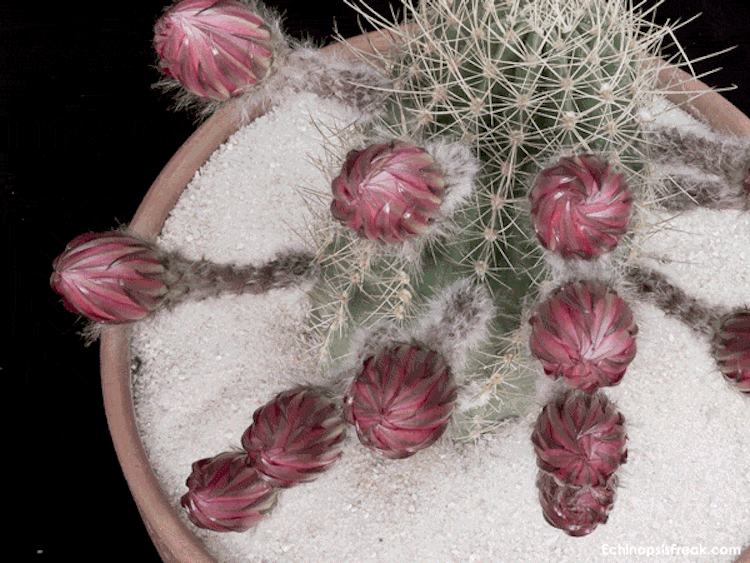 echinopsis-bloom-time-lapse-videos-greg-krehel-1.gif echinopsis-bloom-time-lapse-videos-greg-krehel-1.gif