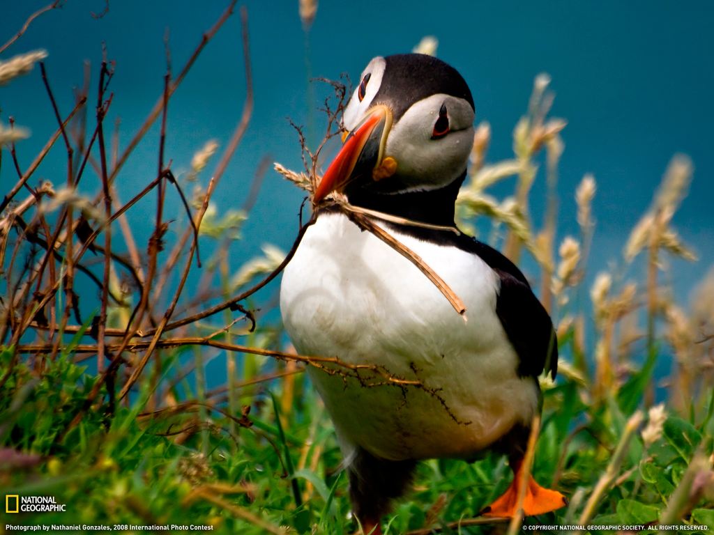    National Geographic