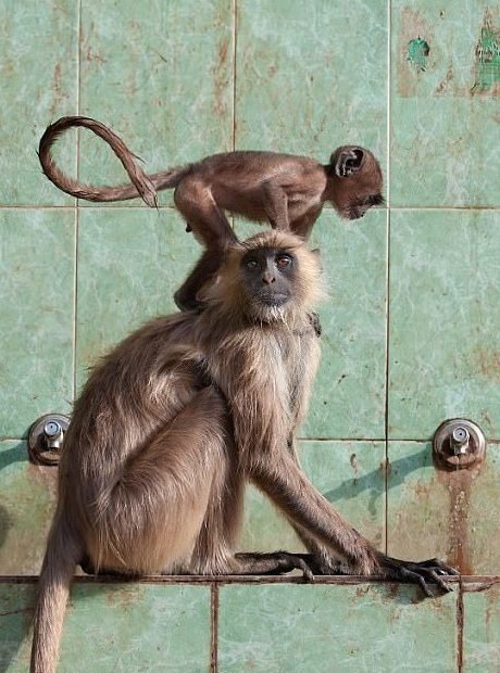 Фотограф из Германии показал Индию, которую не видел ни один турист! Фотограф из Германии показал Индию, которую не видел ни один турист! животные, звери, индия, красота, пейзажи, птицы, фото, фотограф