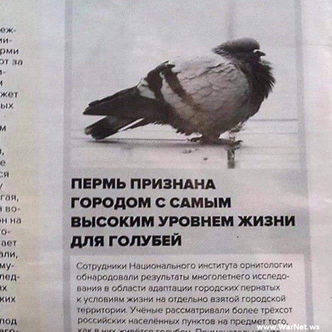 Новые народные перлы