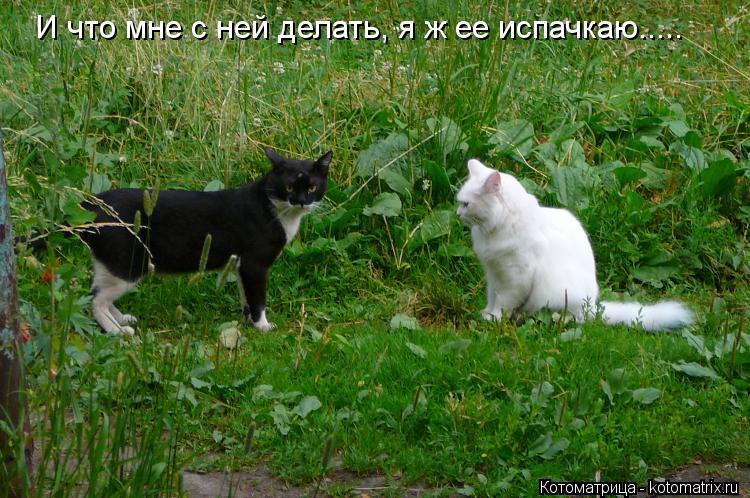 Пятничная котоматрица! Пятничная котоматрица!