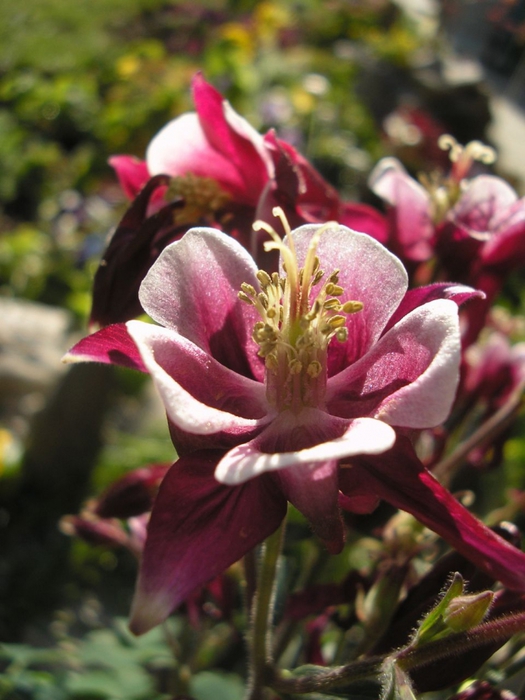 4278666_AquilegiaVulgarisBiedermeier_01 (525x700, 240Kb)