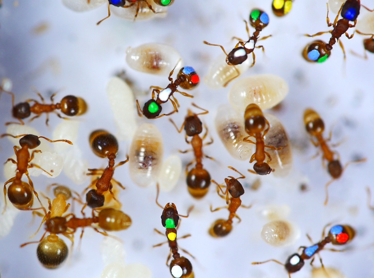  Для того чтобы различать муравьёв, исследователи пометили их разноцветными красками. Автор фото: Daniel Charbonneau.