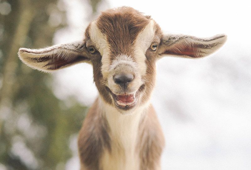 smilinggoats10 Козляшки улыбашки