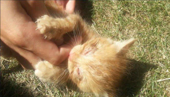 кошка, животные, спасение