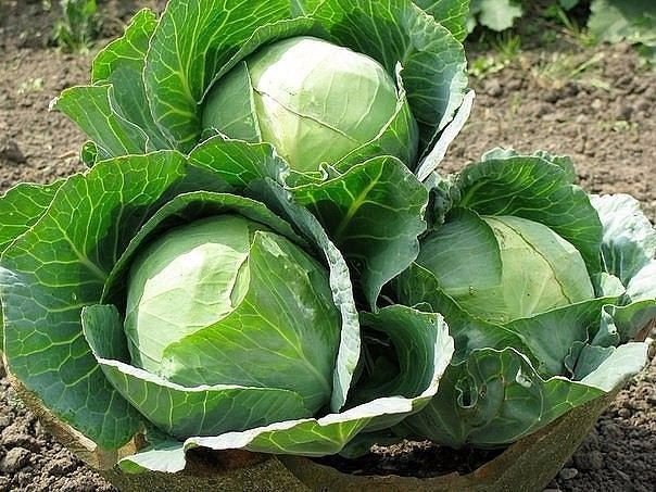ЧТОБЫ КАПУСТА РОСЛА КРЕПКОЙ И ЗДОРОВОЙ