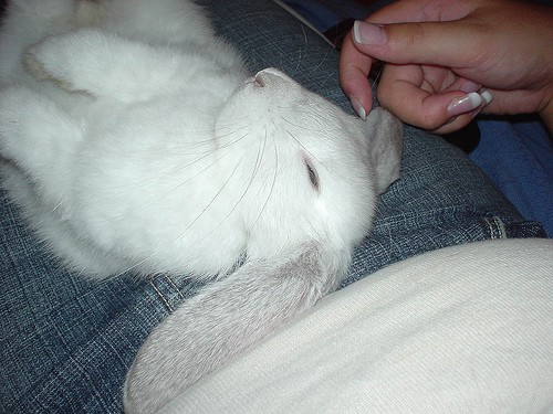 Крольчата (18 фото)