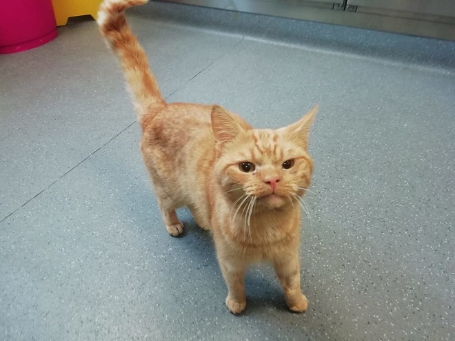 Котик в здании Кот стоит