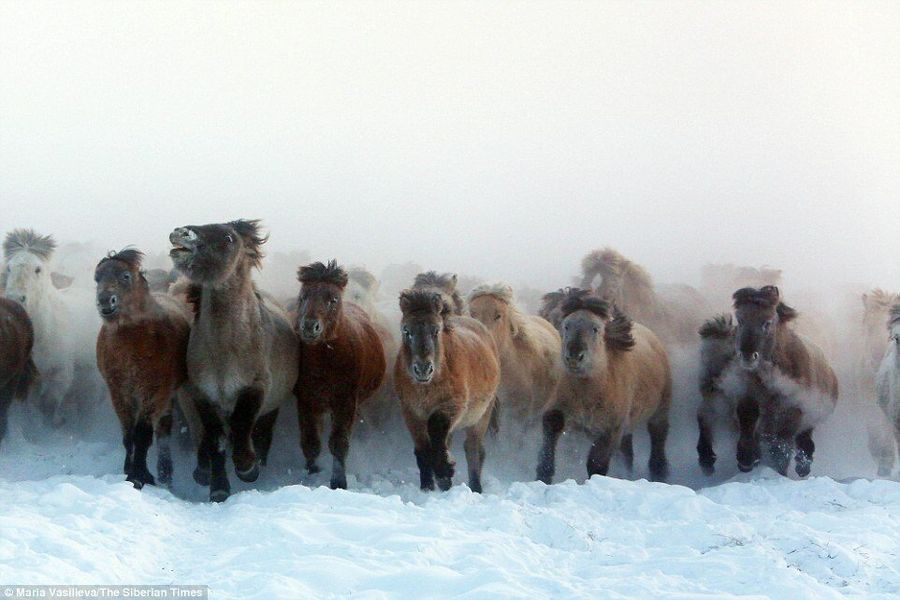 Ленская лошадь фото