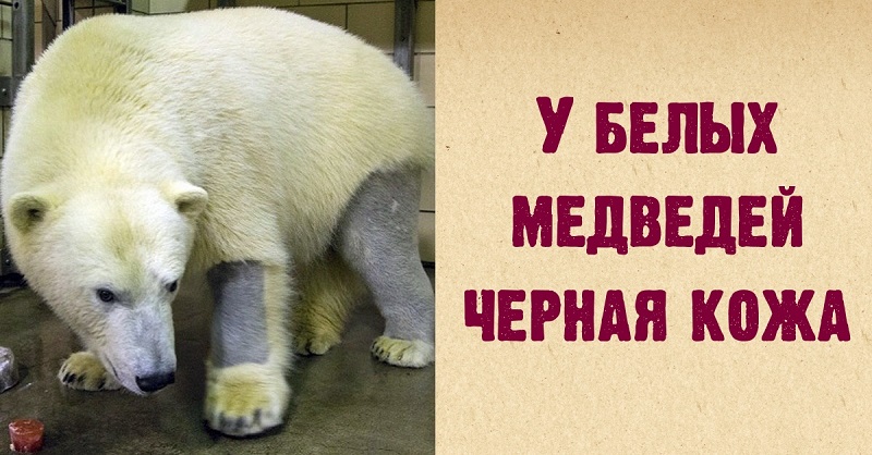 15 небанальных фактов о животных. Об этом обычно умалчивают в энциклопедиях