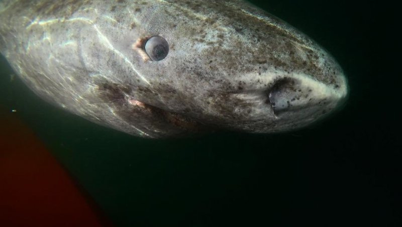 Ученые нашли живую акулу, которой 512 лет акула, в мире, находка, планета, ученные